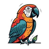 Parrot vector illustration. Isolated parrot on white background.