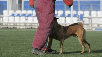 belga pastore cane esegue il comando, passeggiate fra il formatori gambe video