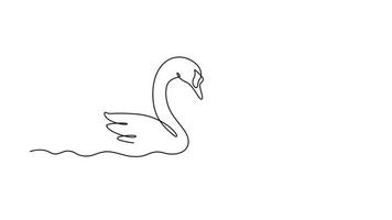 Self drawing animation of single line draw of cute swans couple swimming on lake and their heads formed romantic heart shape. Romantic animal love concept. Continuous line draw. Full length animated video