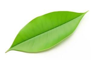 Green leaf isolated on white background, Generative AI photo