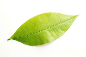 Green leaf isolated on white background, Generative AI photo