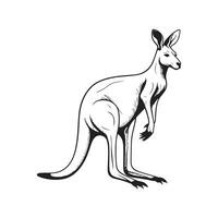 Kangaroo Vector Image, Art, Design