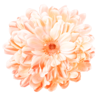 Isolated flower with many petals, intense perfume, natural freshness png