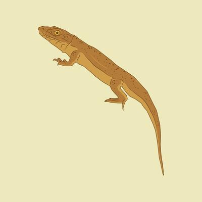 Illustration of a brown lizard with a long tail