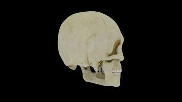 3d rendido humano pescoço e crânio com 360 grau rotativo animação, humano crânio e pescoço osso 3d estrutura com Preto fundo video