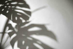 shadows monstera leaf on concrete plants absorb toxins on white wall blur background black and white photo
