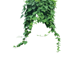 green plants hanging from a tree, Green Creeper Plant Isolated On Transparent green leaves background on a wall  With Gradient Mesh, png