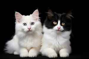 Two beautiful black and white Maine Coon cat, isolated on black background, Two white cats on a black background with a place for your text, AI Generated photo