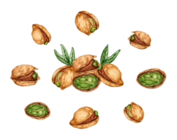 Watercolor illustration set of ripe pistachios. Healthy food, picnic snacks, festival, Oktoberfest. Isolated. Ideal food concept, packaging design, cafe, restaurant, menu. png