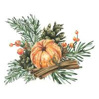 Peeled tangerine with spruce branches, pine cones and spices. Hand drawn watercolor illustration. Isolated composition on a white background for New Year and Christmas vector