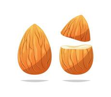 Almond nut vector isolated on white background.