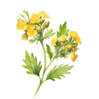 A painting of the Yellow Rattle plant. Ai-Generated. png