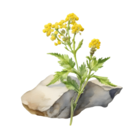 A painting of the Yellow Rattle plant. Ai-Generated. png