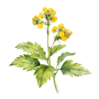 A painting of the Yellow Rattle plant. Ai-Generated. png