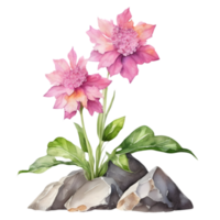 A painting of the Cheddar Pink plant. Ai-Generated. png