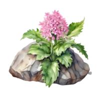 une La peinture de le Cheddar rose plante. ai-généré. png