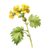 A painting of the Yellow Rattle plant. Ai-Generated. png