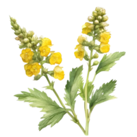 A painting of the Yellow Rattle plant. Ai-Generated. png