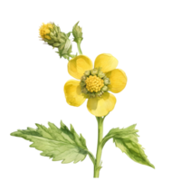 A painting of the Yellow Rattle plant. Ai-Generated. png