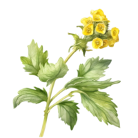 A painting of the Yellow Rattle plant. Ai-Generated. png