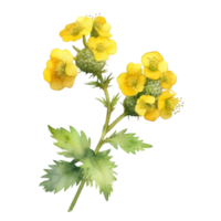 A painting of the Yellow Rattle plant. Ai-Generated. png