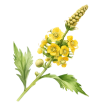 A painting of the Yellow Rattle plant. Ai-Generated. png