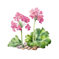 A painting of the Cheddar Pink plant. Ai-Generated. png