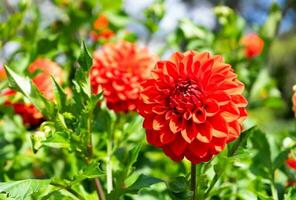 Red zinnia on the garden photo