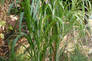 azúcar caña planta cuales tiene el latín nombre saccharum officinarum foto