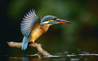 el común martín pescador humedales pájaro de colores plumas desde diferente aves. generativo ai foto