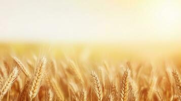 space for text on realistic wheat field background, background image, AI generated photo