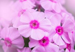 Pink phlox flowers in the sun's rays. Natural wallpaper. Close-up. Selective focus. photo