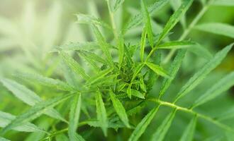 Natural wallpaper of green leaves. Close-up. Selective focus. photo