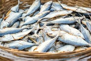 rows of drying mackerel or saba fish on the road by the ocean in an Indian village. poor areas of goa photo