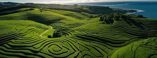 Aerial view of green tea plantation in the morning. Nature background. Generative AI photo