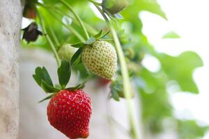 red and white Strawberry in Indonesia Strawberry Garden. photo