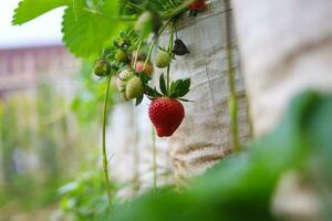 Red ripe Strawberry on hand freshly harvested from fields by Indonesian farmer. photo