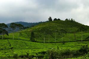 Beautiful Tea plantation landscape in the morning photo