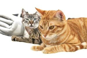 Orange cat looking straight ahead, accompanied by two cats relaxed and lying down, isolated on a white background. Relaxation and wellness concept. photo