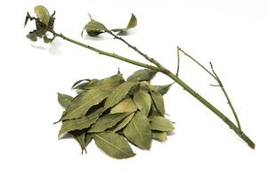 Bay leaves, isolated on a white background. Seasoning concept. photo