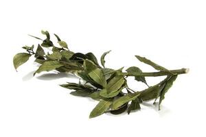 Bay leaves, isolated on a white background. Seasoning concept. photo