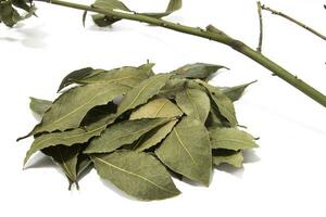 Bay leaves, isolated on a white background. Seasoning concept. photo