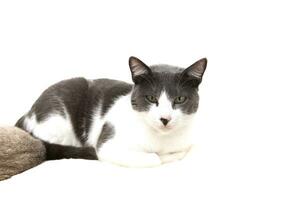 A gray and white cat with a black nose and green eyes is lying down. Isolated on a white background. photo