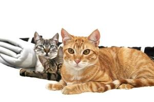 Orange cat looking straight ahead, accompanied by two cats relaxed and lying down, isolated on a white background. Relaxation and wellness concept. photo