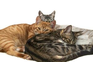 Orange cat looking straight ahead, accompanied by two cats relaxed and lying down, isolated on a white background. Relaxation and wellness concept. photo