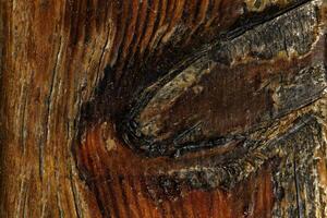 Background of a rustic wood texture. The charm of nature. photo