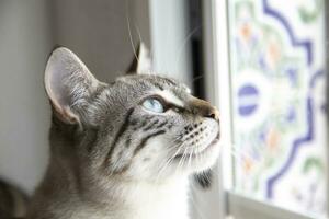 blancuzco gato con azul ojos, mirando fuera el ventana. hermosa ojos concepto. foto