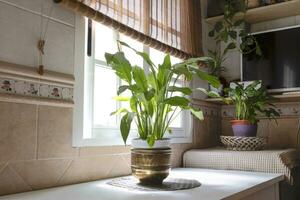 un Actual y brillante cocina, decorado con plantas. estilo de vida concepto. foto