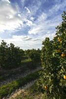 Orange citrus groves with rows of orange trees, Huelva, Spain. Orange fruit, juicy and refreshing. Vitamin C in each segment. Citrus flavor that awakens the palate. Natural energy and antioxidants. photo