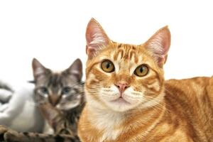 Orange cat looking straight ahead, accompanied by two cats relaxed and lying down, isolated on a white background. Relaxation and wellness concept. photo